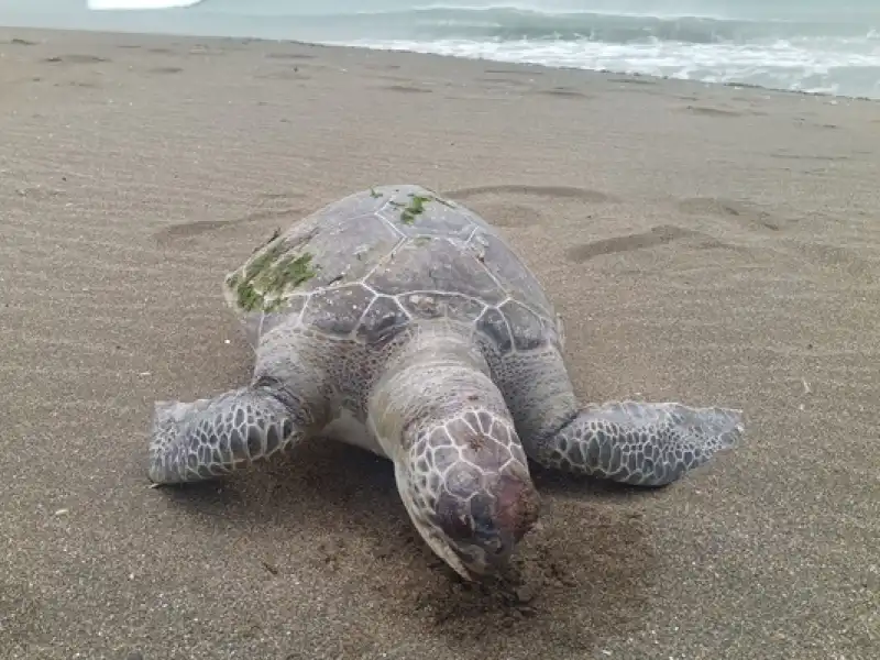 Samandağ'da Sahilde ölü Caretta Caretta Bulundu