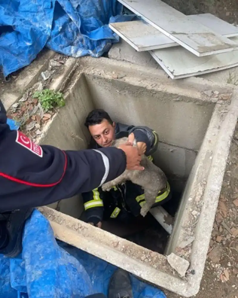 Antakya'da Kuyuya Düşen Köpek Yavrularını Itfaiye Ekibi Kurtardı 