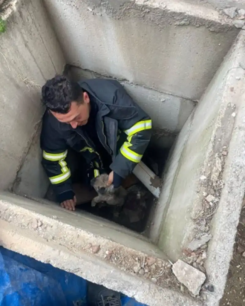 Antakya'da Kuyuya Düşen Köpek Yavrularını Itfaiye Ekibi Kurtardı 