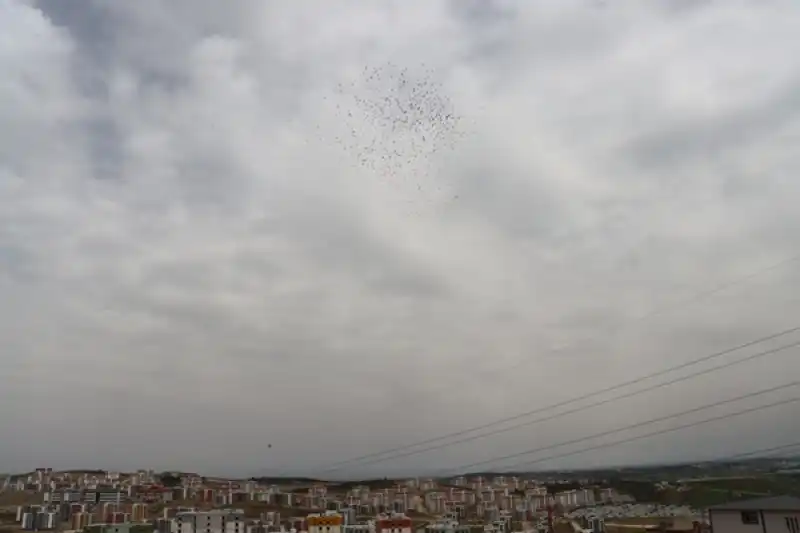 Baharın Müjdecisi Leylekler Hatay'a Dönmeye Başladı
