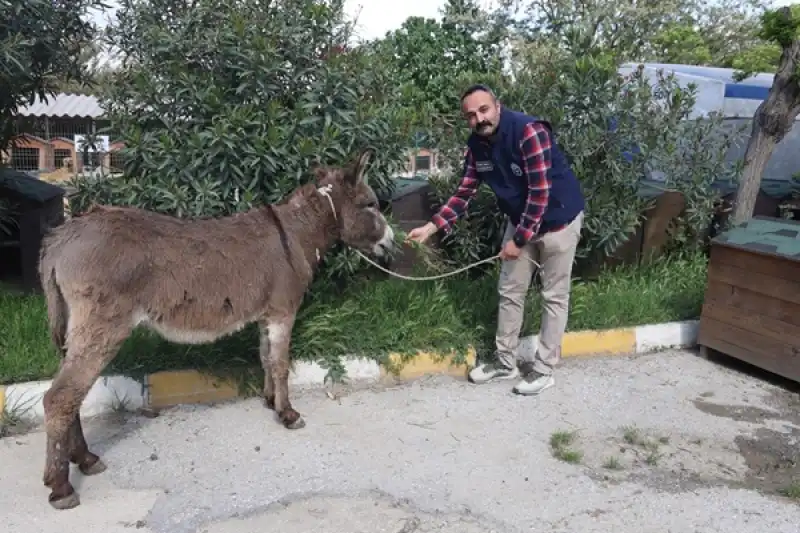 HBB’den Yaralı Eşeğe Yardım Eli