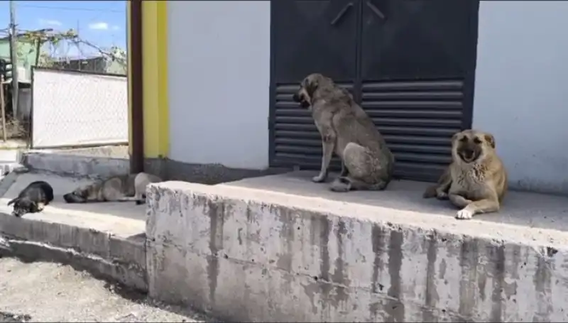 Dörtyol'da Kuduz Vakası!