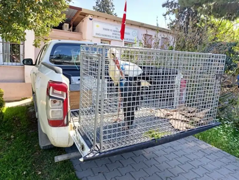 Hatay İskenderun'da Bulunan Yaralı Leylek Tedaviye Alındı