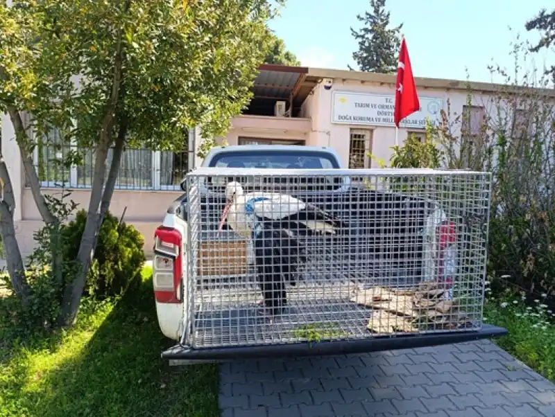 Hatay İskenderun'da Bulunan Yaralı Leylek Tedaviye Alındı