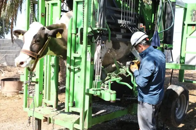 2 Bin 996 Hayvanın Ayak Tırnak Bakımı Ücretsiz Yapıldı