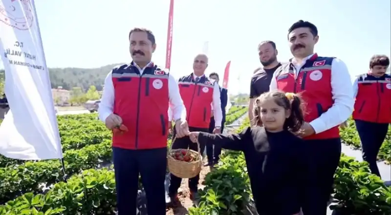 Vali Masatlı Yayladağı'nda Çilek Hasadına Katıldı