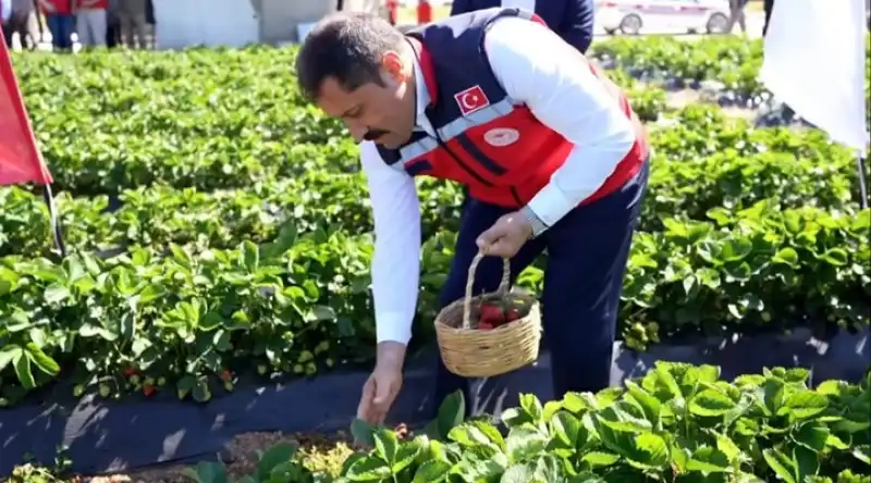 Vali Masatlı Yayladağı'nda Çilek Hasadına Katıldı
