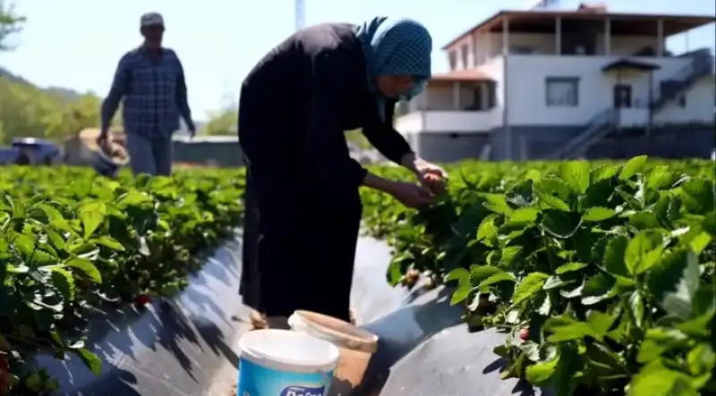 Vali Masatlı Yayladağı'nda Çilek Hasadına Katıldı