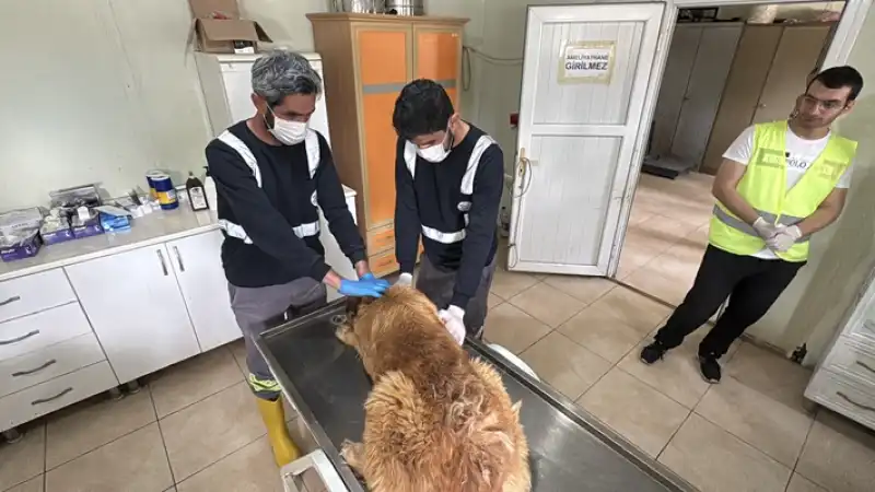 Hatay'da Hayvan Barınağının Kapasitesi 280'den 1000'e çıkarılacak