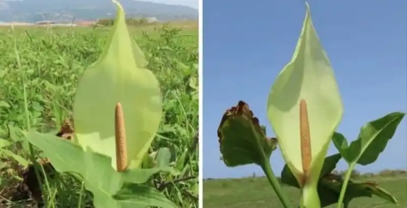 Milleyha'da Dünyada Hiç Görülmemiş Çiçek Türü Keşfedildi 