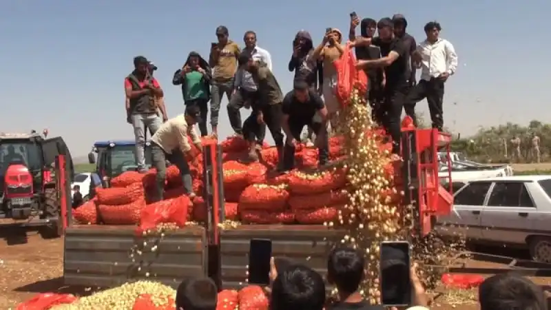 Reyhanlı’da Üreticiler Soğanı Yere Döktü!