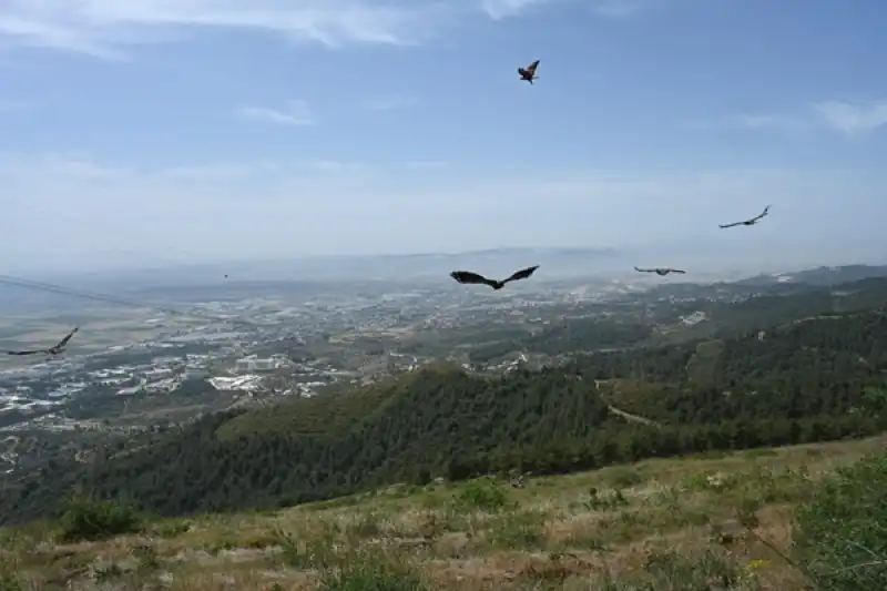 MKÜ’de Tedavileri Tamamlanan Yabani Kuşlar Doğaya Bırakıldı