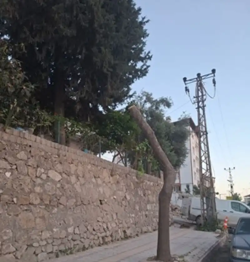 Antakya Çevre Koruma Derneği’nden Budama Tepkisi!