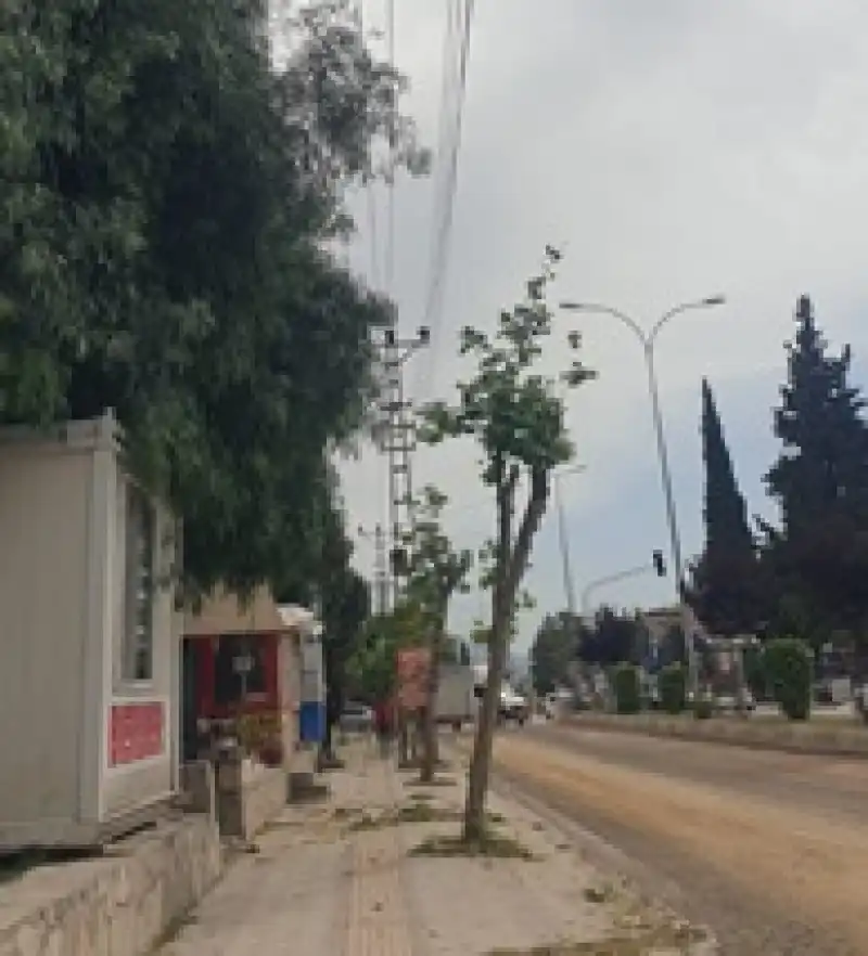 Antakya Çevre Koruma Derneği’nden Budama Tepkisi!