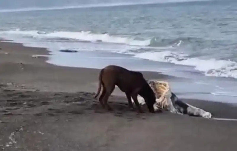 Samandağ Sahilinde Şoke Eden Görüntü: Ölü Angus Sahile Vurdu, Köpekler Parçaladı