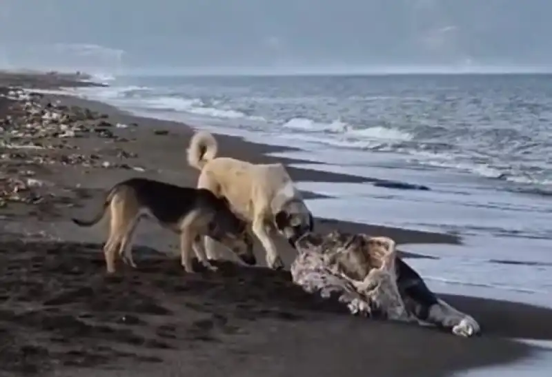Samandağ Sahilinde Şoke Eden Görüntü: Ölü Angus Sahile Vurdu, Köpekler Parçaladı