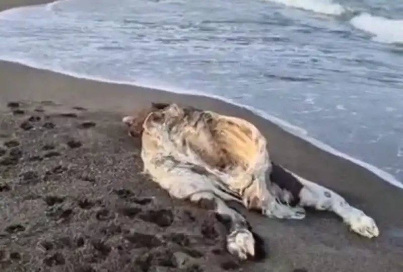 Samandağ Sahilinde Şoke Eden Görüntü: Ölü Angus Sahile Vurdu, Köpekler Parçaladı