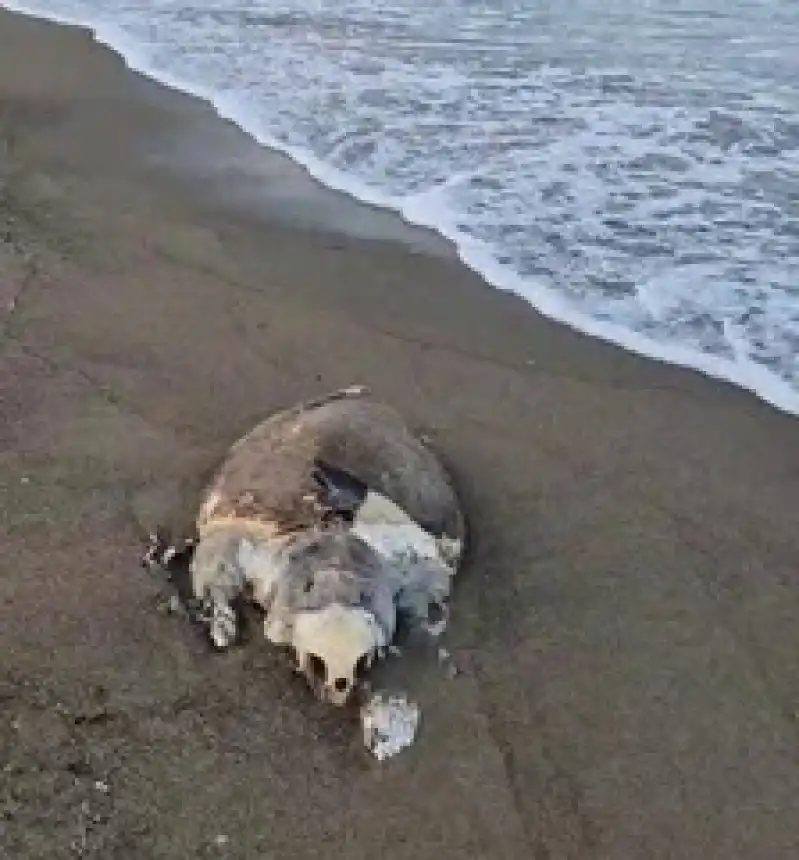 Samandağ Sahilinde Devasa Caretta Caretta Ölü Olarak Bulundu