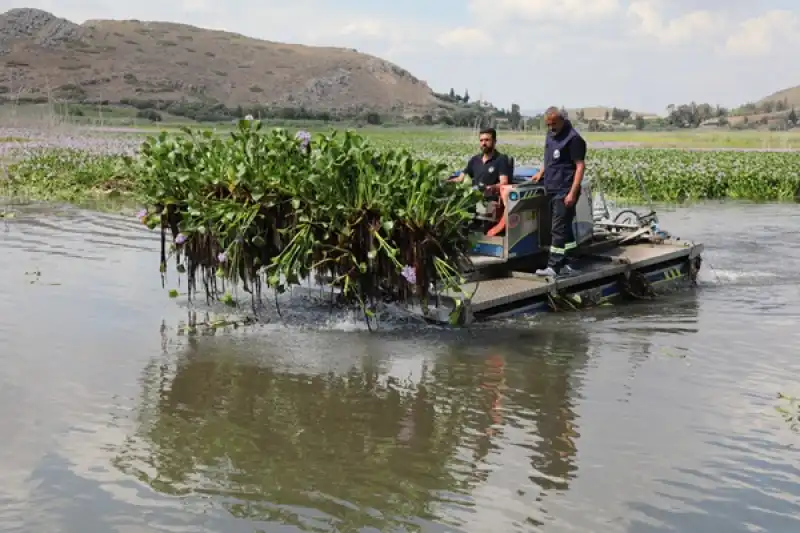 Hatay Kırıkhan'da Gölbaşı Gölü'nü Kaplayan Su Sümbülleri Temizleniyor 