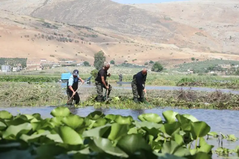 Hatay Kırıkhan'da Gölbaşı Gölü'nü Kaplayan Su Sümbülleri Temizleniyor 