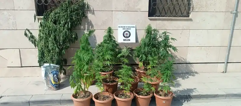 Belen'de 81 Kök Hint Keneviri Ele Geçirildi