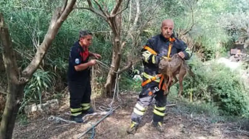 Samandağ'da Kuyuya Düşen çakal Kurtarıldı