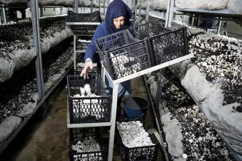 Gıda Mühendisi Oğlunun Girişimiyle 53 Yaşında Mantar üreticisi Oldu