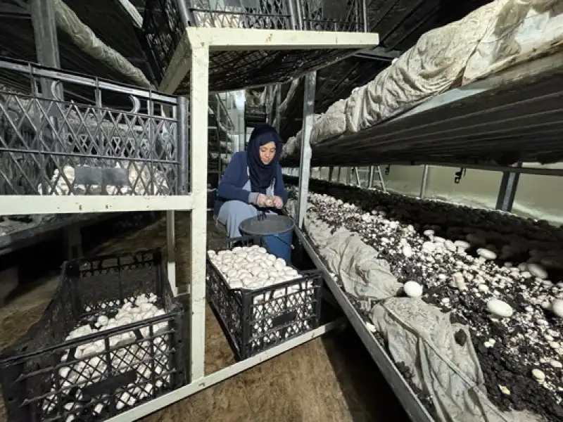 Gıda Mühendisi Oğlunun Girişimiyle 53 Yaşında Mantar üreticisi Oldu