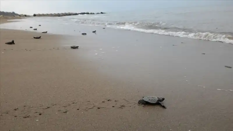 Samandağ Sahili Bu Yıl Sessiz: Caretta Caretta Yuvaları Koruma Altına Alınmadı