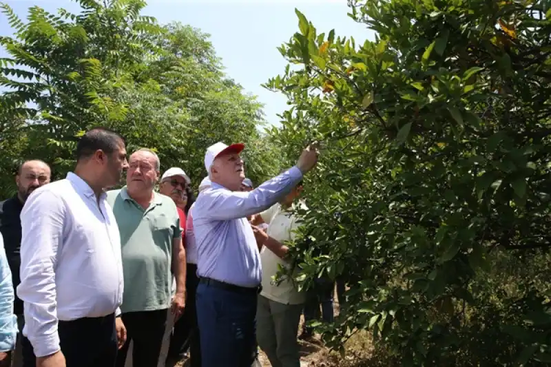 TZOB Genel Başkanı Bayraktar, Hatay'da Narenciye Bahçelerinde Incelemelerde Bulundu