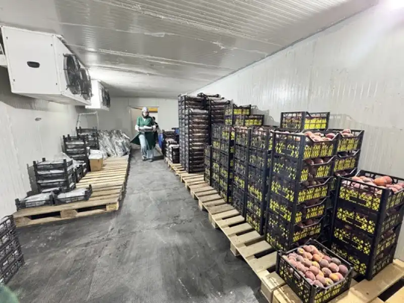 Depremzede Kadın Girişimci Kuruttuğu Meyve Ve Sebzelerle Ihracata Açıldı 