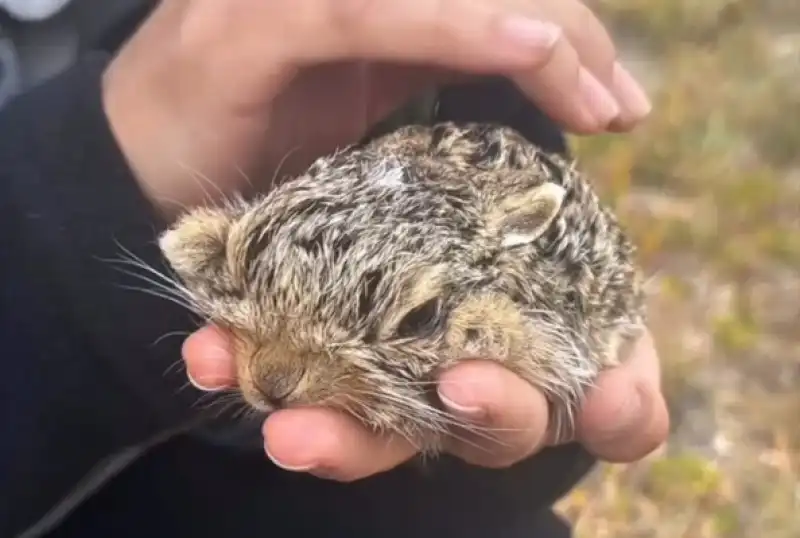 İtfaiye Erlerinden Yaban Hayvanlarına Şefkat Eli 