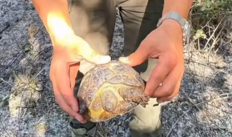 İtfaiye Erlerinden Yaban Hayvanlarına Şefkat Eli 