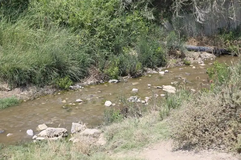 Hatay'da 67 Keçinin Telef Olması üzerine Inceleme Başlatıldı  