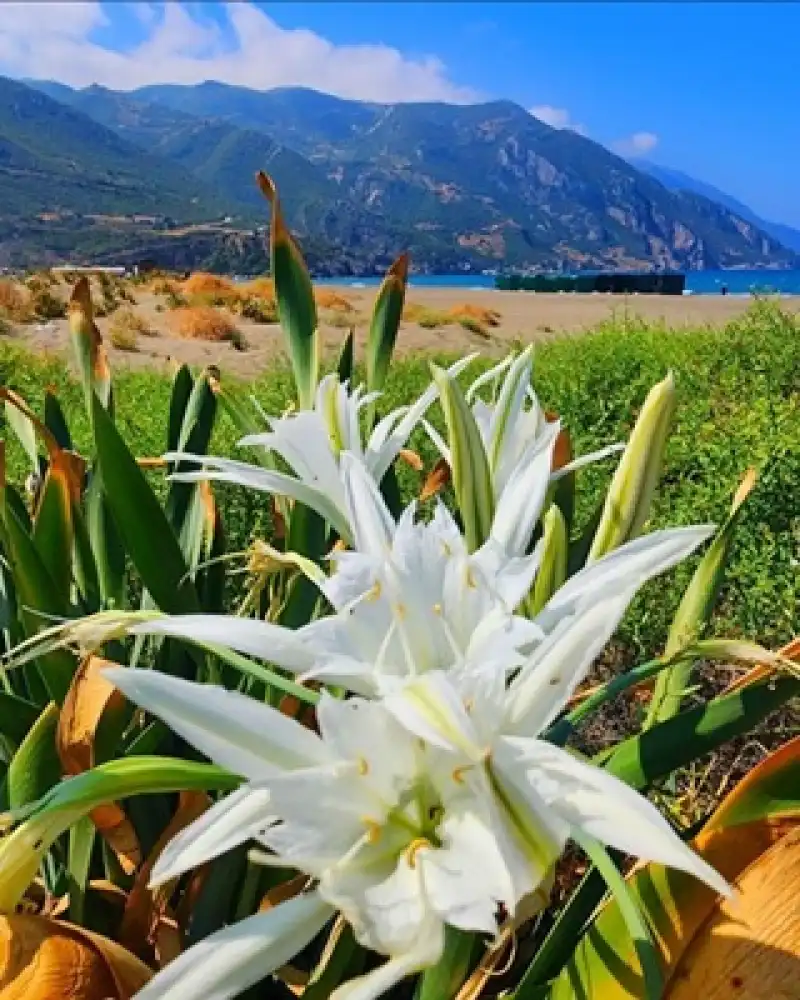 Samandağ Meydan Sahili’nde Kum Zambakları Çiçek Açtı