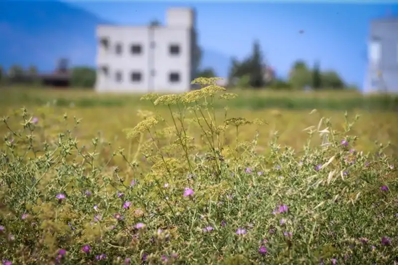 Hatay'da Maydanoz Balının Bilinirliğinin Coğrafi Işaretle Artırılması Hedefleniyor