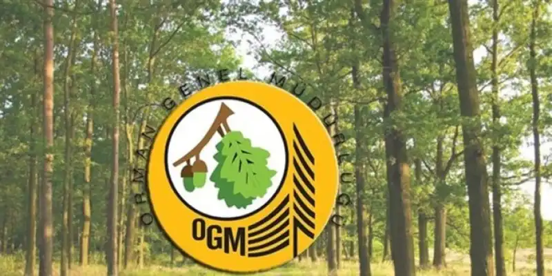 “Çam Ağaçları” Eleştirilerine Yanıt