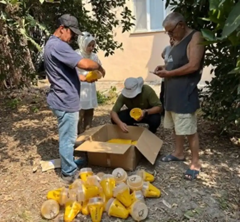 Dörtyol’da Akdeniz Meyve Sineğiyle Toplu Mücadele Başladı
