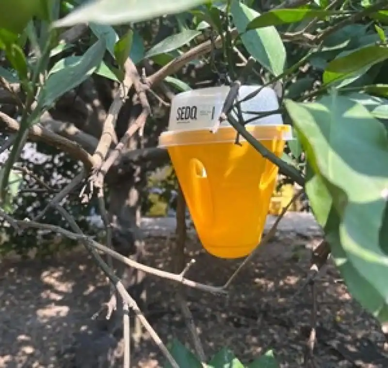 Dörtyol’da Akdeniz Meyve Sineğiyle Toplu Mücadele Başladı