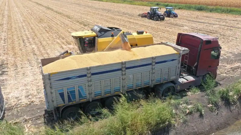 Hatay'daki Amik Ovası'nda Mısır Hasadı Başladı 