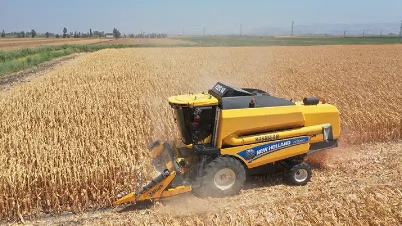 Hatay'daki Amik Ovası'nda Mısır Hasadı Başladı 