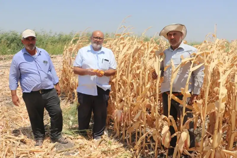 Hatay'daki Amik Ovası'nda Mısır Hasadı Başladı 
