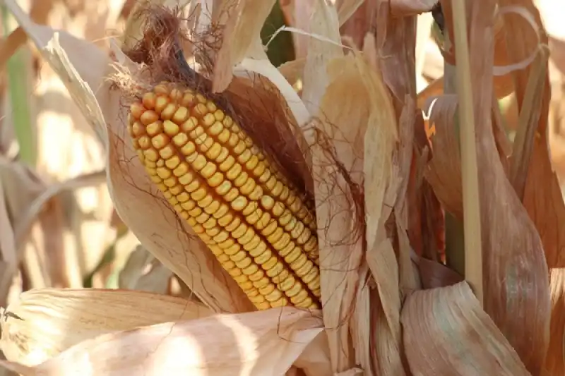 Hatay'daki Amik Ovası'nda Mısır Hasadı Başladı 