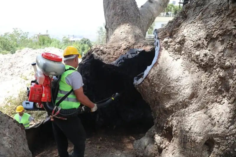 Anıt Ağaçlara Uzman Dokunuş
