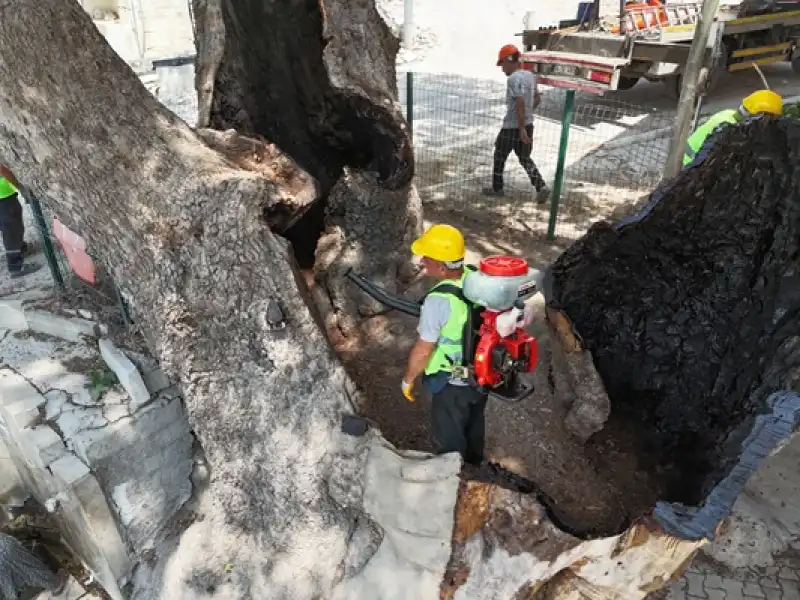 Anıt Ağaçlara Uzman Dokunuş