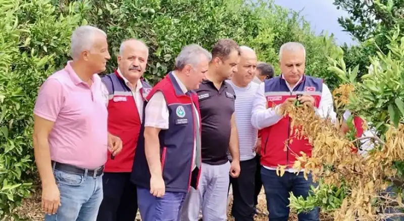 Hatay Narenciyesinde Bakanlık Destekli Zirai Mücadele!
