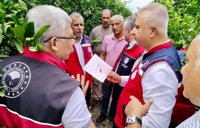 Hatay Narenciyesinde Bakanlık Destekli Zirai Mücadele!