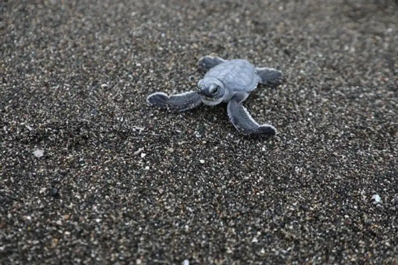 Tehdit Altındaki Türleri HBB Koruyor