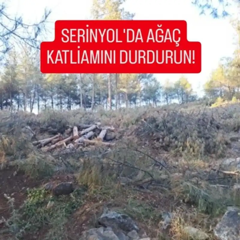 Yıldırımlar Mesire Yerinde Yapılan Ağaç Katliamını Kınıyoruz
