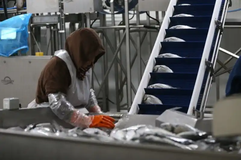 Hatay'da Kafeste Yetiştirilen Balıklar Avrupa ülkelerine Ihraç Ediliyor